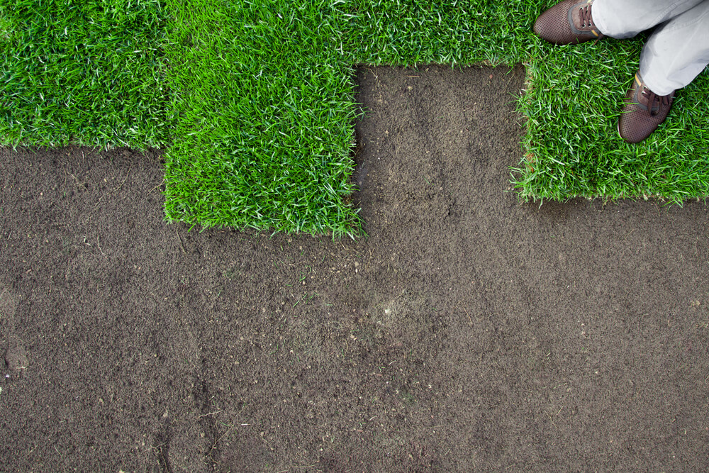 acclimating the turf