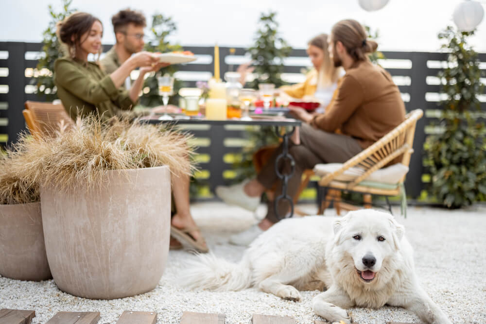 A Group of Young Friends Have Delicious Dinner Having Great Summertime Together and Dog at the Backyard of the Country House