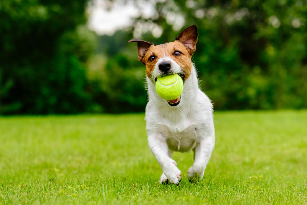 Happy Pet Dog Playing With Ball on Fake Green Grass Lawn