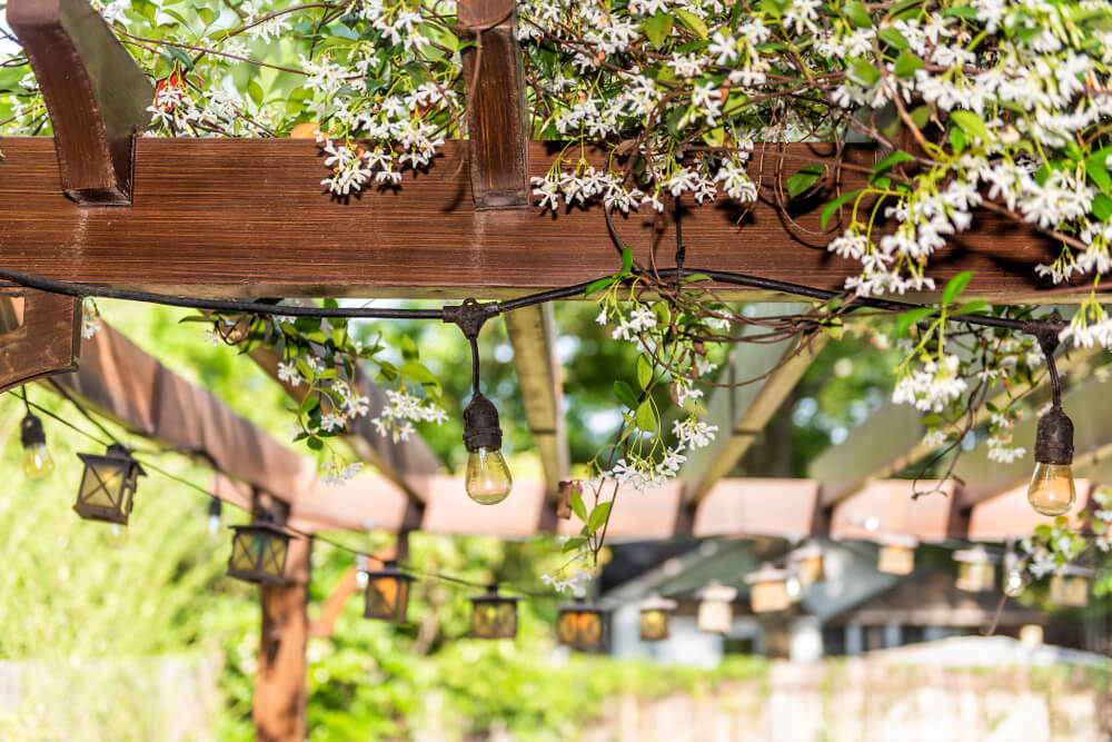 Pergola with White Flower