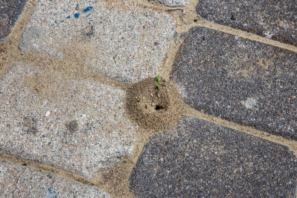 Pavers With Ants